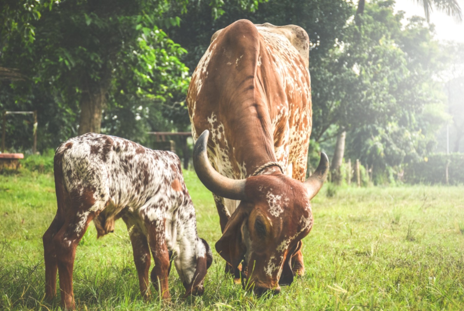 Go-Dharma monthly sponsorship