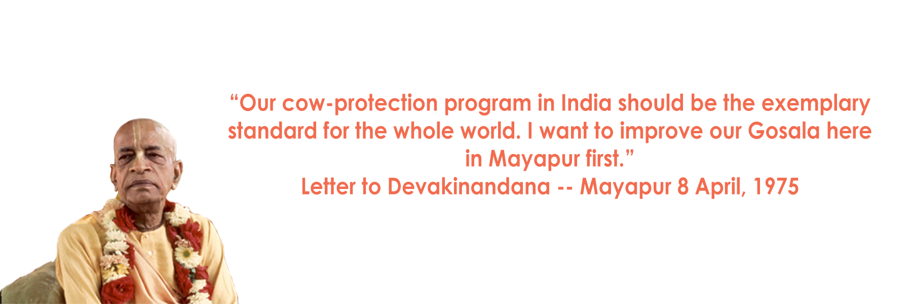 Cows at Sri Mayapur Goshala