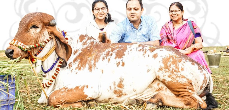 Cow adoption program