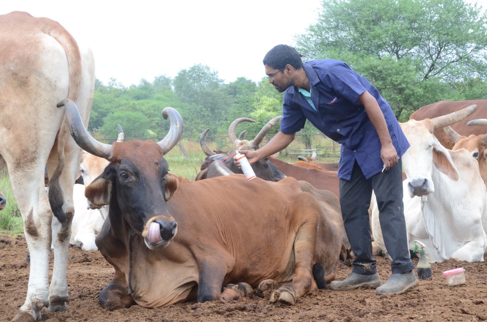 Featured blog post about cow protection