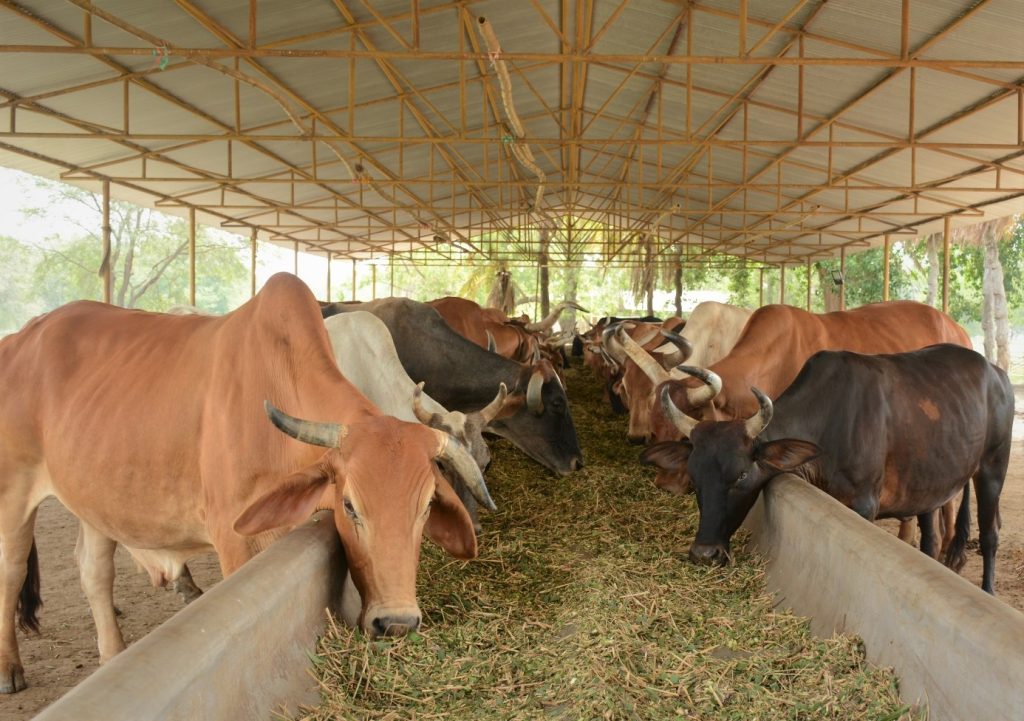 Cow Feeding - Go-samposhan