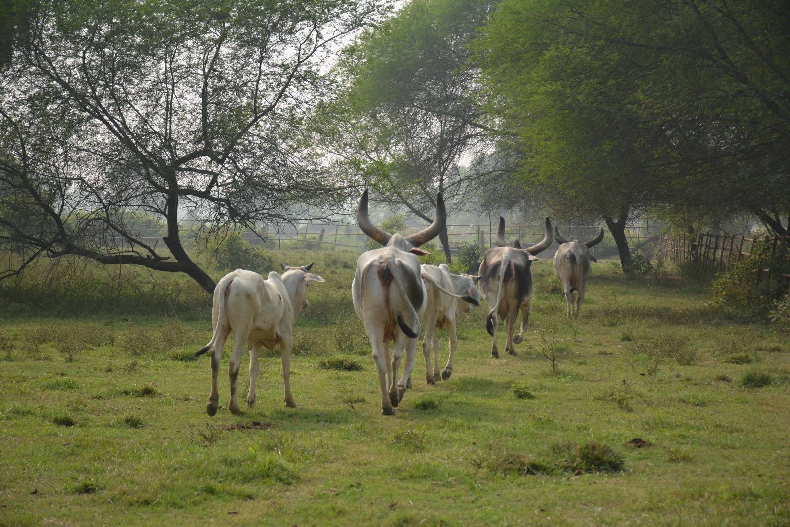 Sacred cows grazing peacefully at Sri Mayapur Goshala