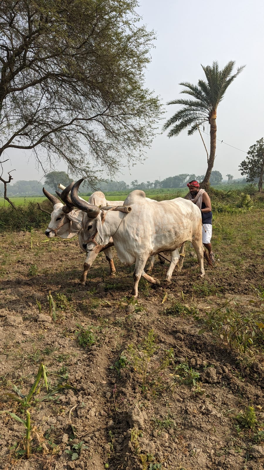 Cow based Agriculture - Go-adharit-Krishi