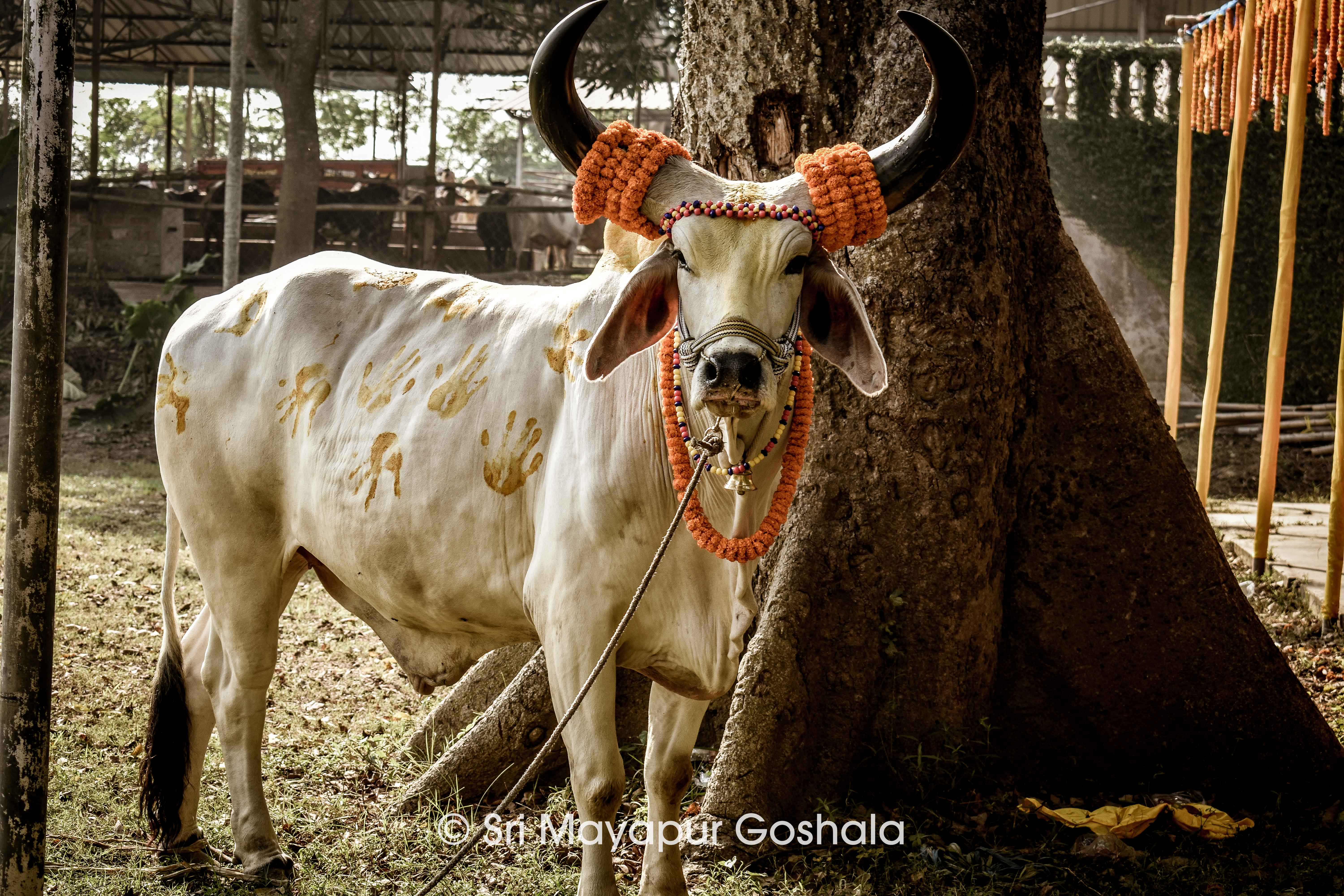 Govardhan Puja celebration