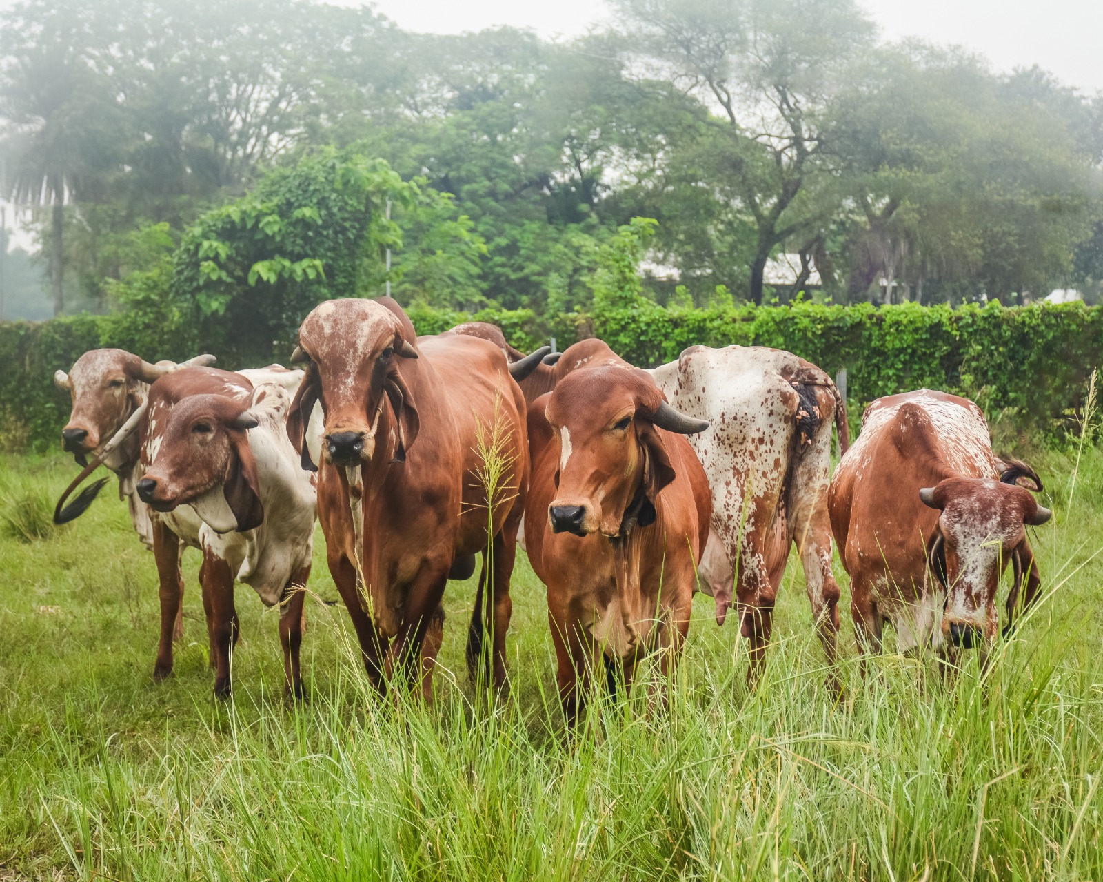 Gir cow breed