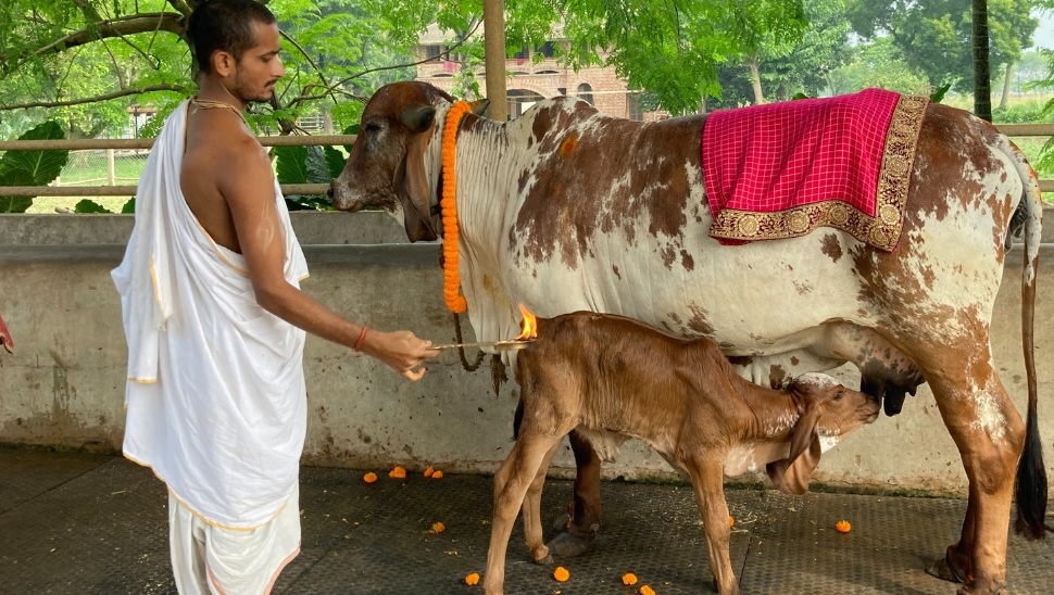 Go-Puja worship ceremony