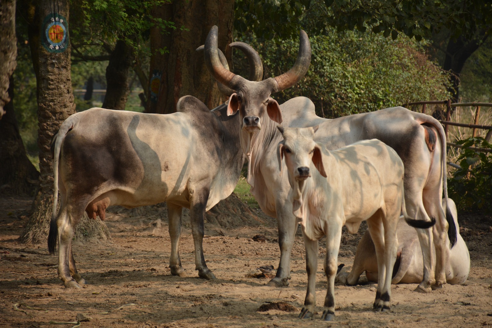 Cows grazing in peaceful environment