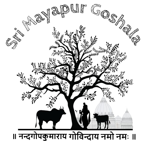 Sri Mayapur Goshala