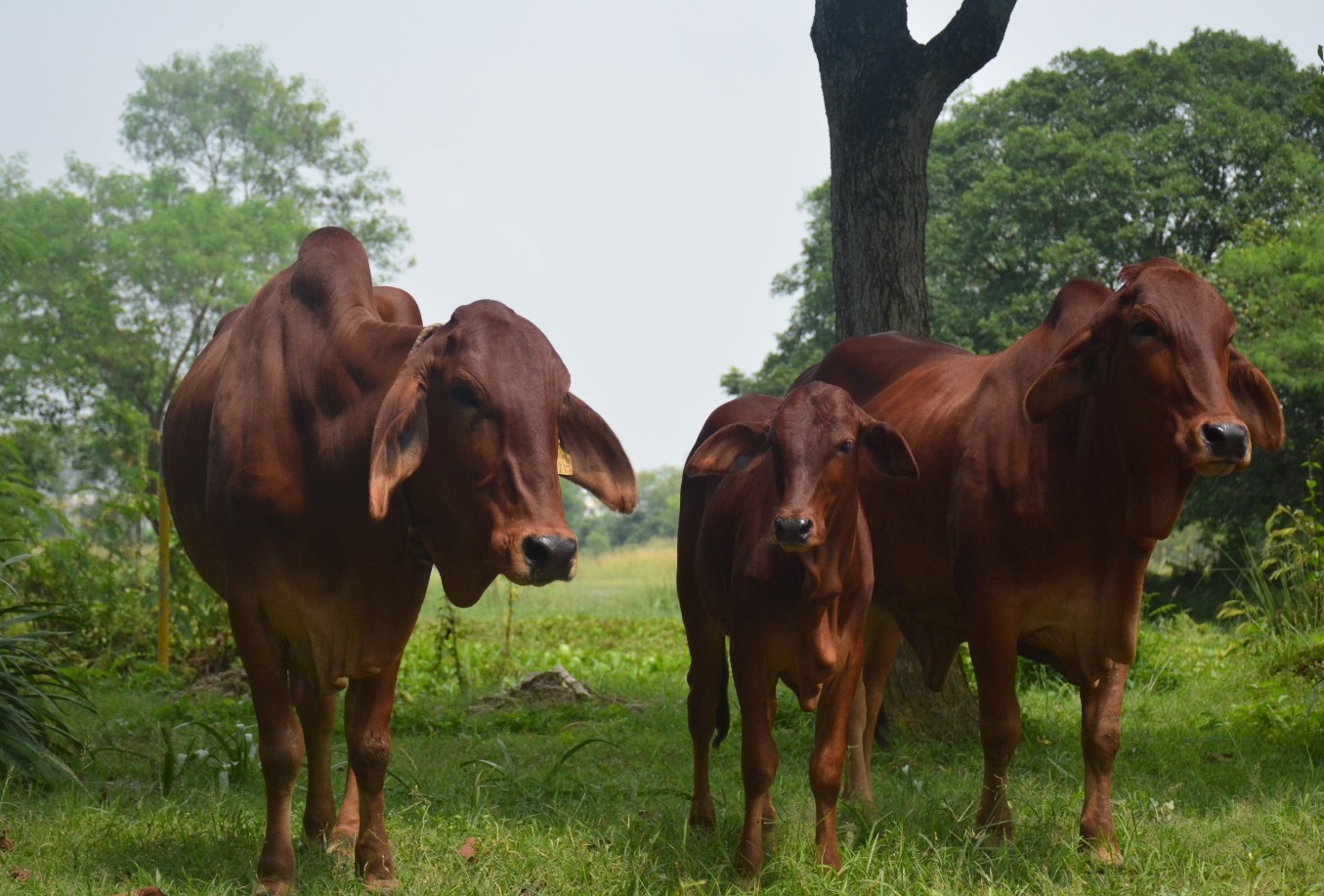 Sahiwal cow breed