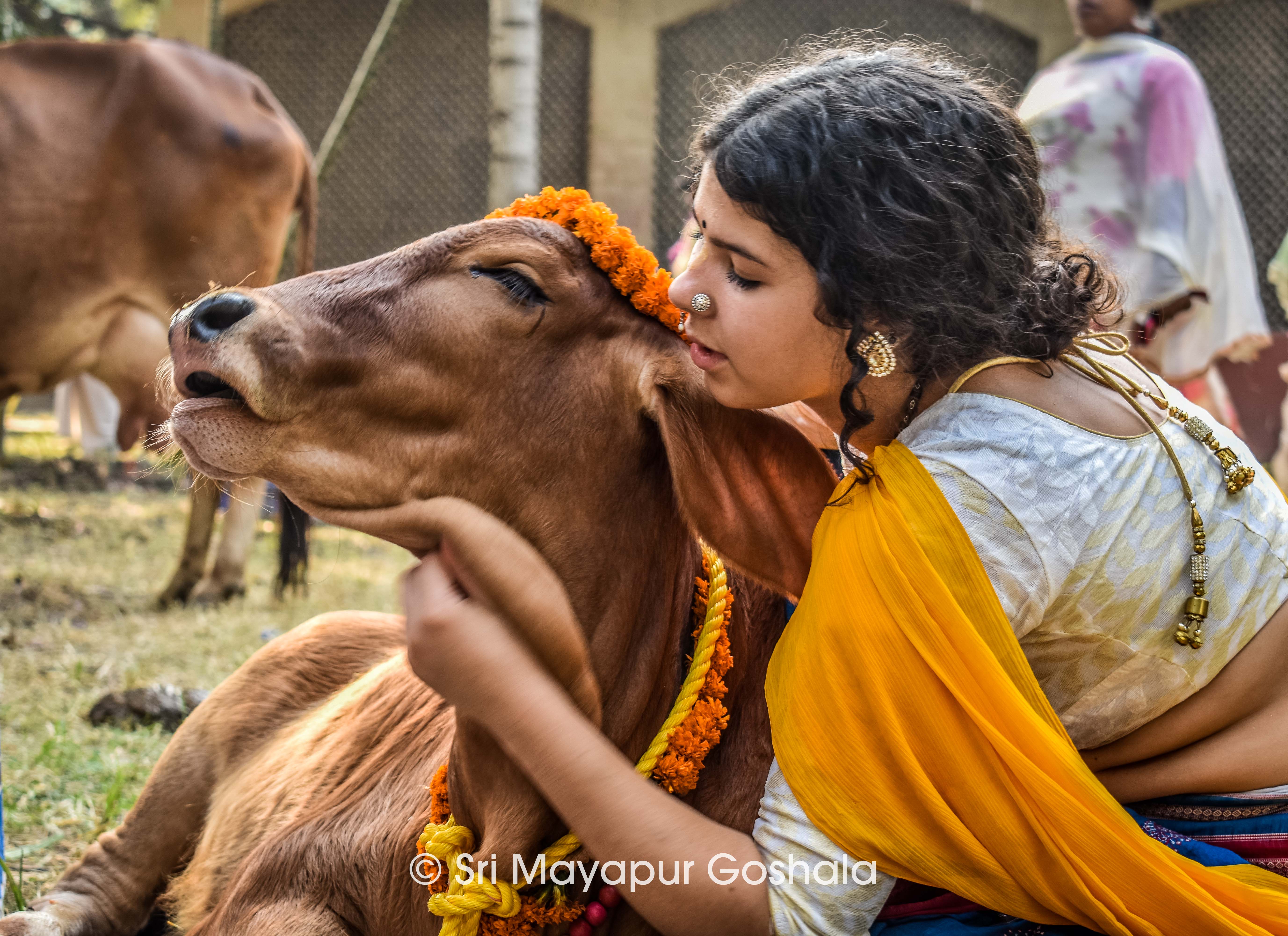Children learning about cow care