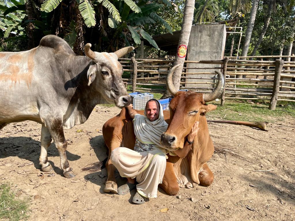 Cow cuddling