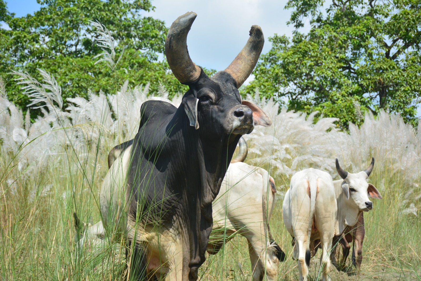 Breed Preservation- Go-samrakshan