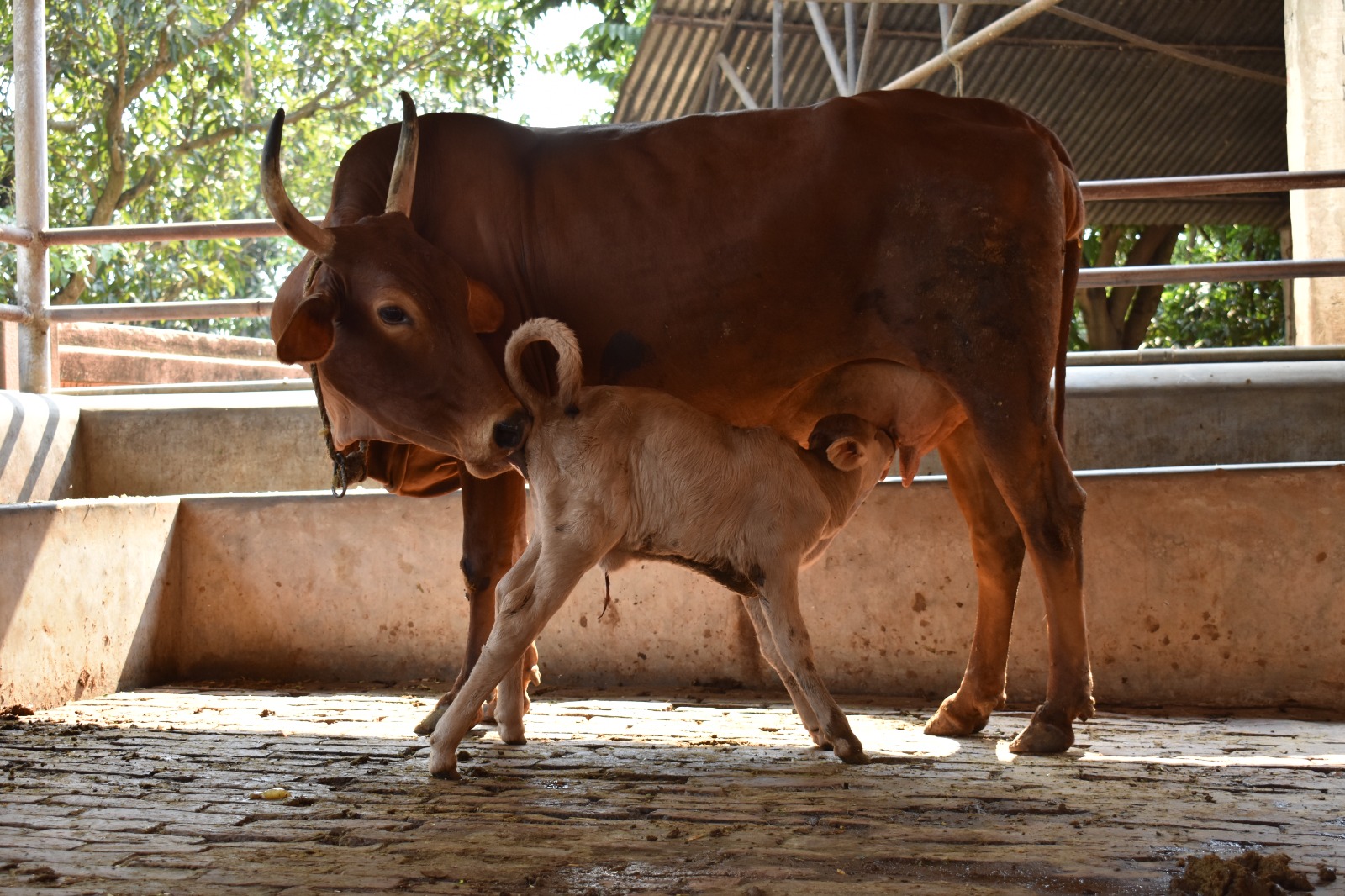 Milking the cows- Go-dohana